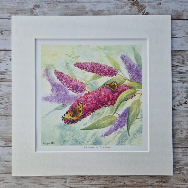 Mounted print, Resting in the Sun, of a butterfly on a buddleia flower