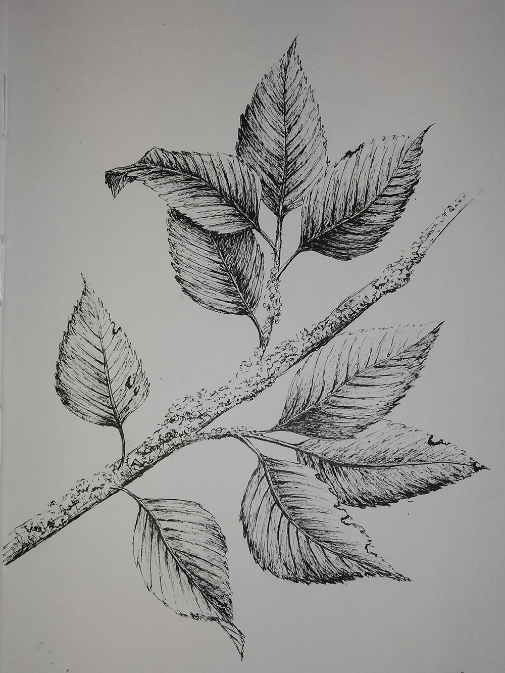 Leaves in pen