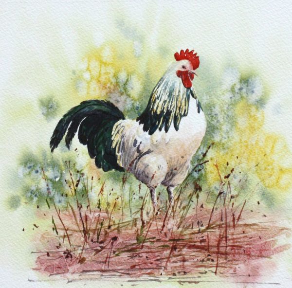 Rooster - a cockerel greetings card