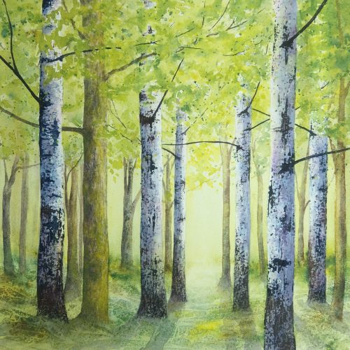 A sunlight woodland painting of silver birches
